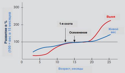 Диета за хранене на телета