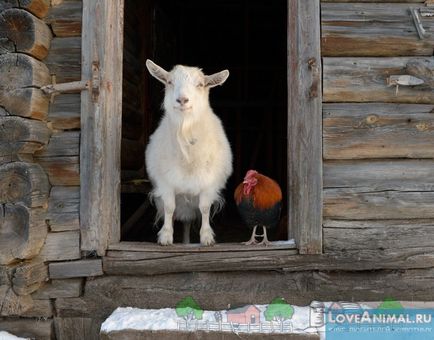 Както попадащи кози