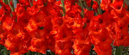 Цветна градина с червено цвете