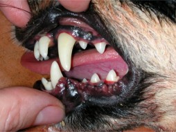 кучета стоматология
