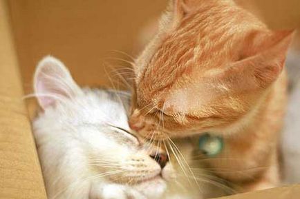 Снимки за любовта котки