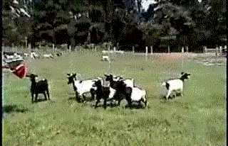 Както попадащи кози