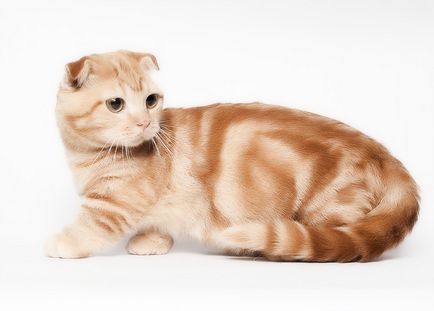 Scottish Fold котка лилаво