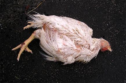 Защо умират умре умре защо пилета пиле