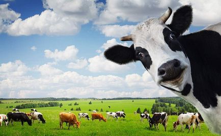 Крава яде трева