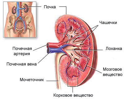 Как да се намали на бъбрек