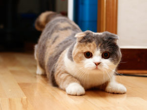 Scottish Fold котка лилаво