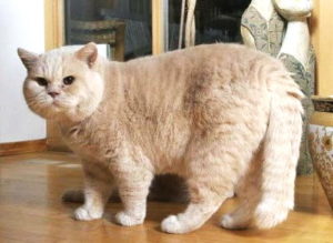 Scottish Fold котка лилаво