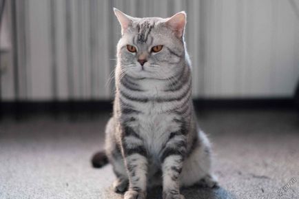 Scottish Fold котка лилаво