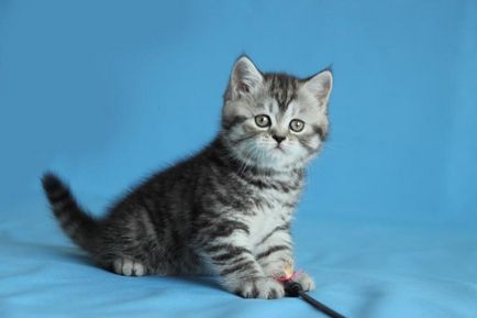 Scottish Fold котка лилаво