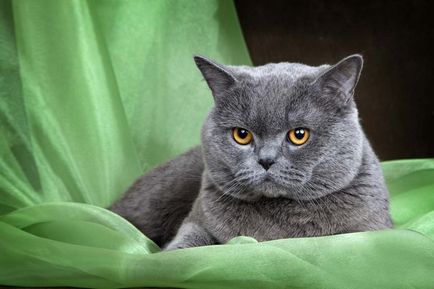 Scottish Fold котка лилаво