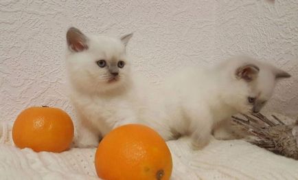 Scottish Fold котка лилаво