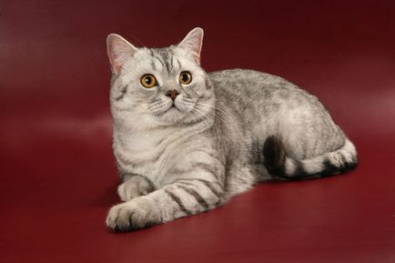 Scottish Fold котка лилаво