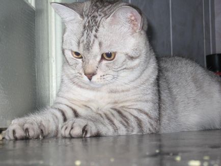 Scottish Fold котка лилаво