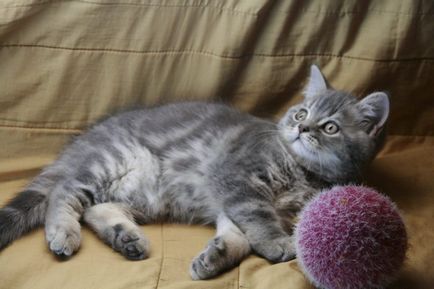 Scottish Fold котка лилаво