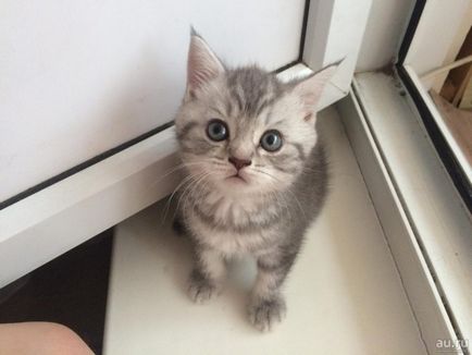 Scottish Fold котка лилаво