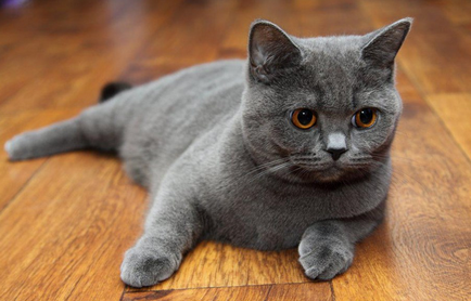 Scottish Fold котка лилаво