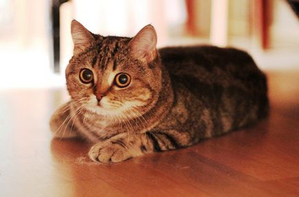 Scottish Fold котка лилаво