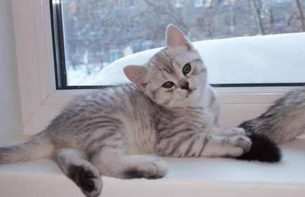 Scottish Fold котка лилаво