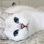 Scottish Fold котка лилаво