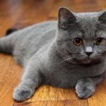 Scottish Fold котка лилаво