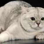 Scottish Fold котка лилаво