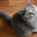 Scottish Fold котка лилаво