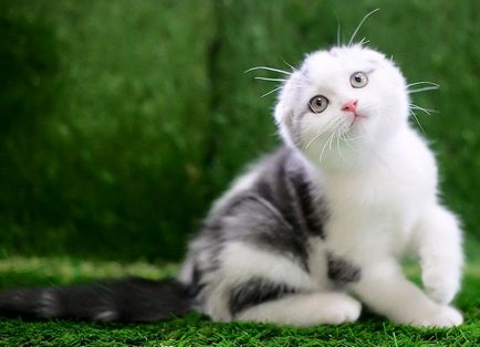 Scottish Fold котка снимка, видеоклип, за порода, характер
