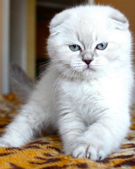 Scottish Fold котка лилаво