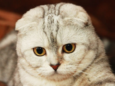 Scottish Fold котка лилаво