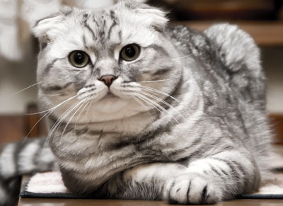 Scottish Fold котка лилаво