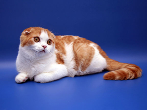 Scottish Fold котка лилаво