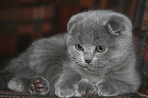 Scottish Fold котка лилаво