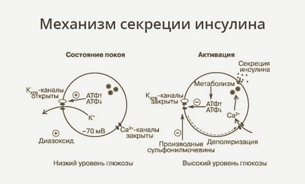 хормоните пептиди