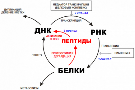хормоните пептиди хормоните пептиди