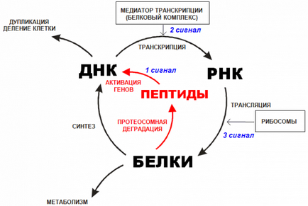 хормоните пептиди