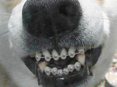 кучета стоматология