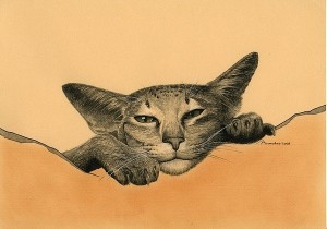 скици на котки