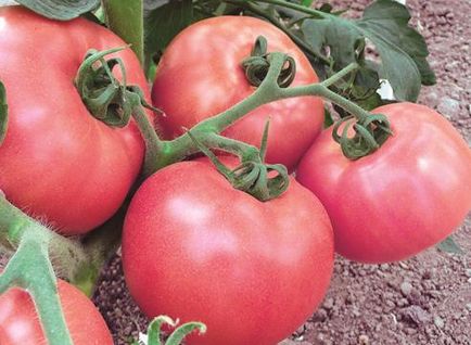 Разнообразието от домат за оранжерията