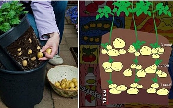 Отглеждане на картофи в торбички