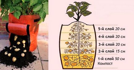 Отглеждане на картофи в торбички