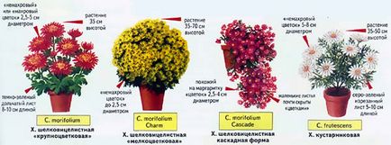 Как да расте хризантема
