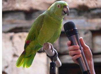 Как да научим папагала да говори