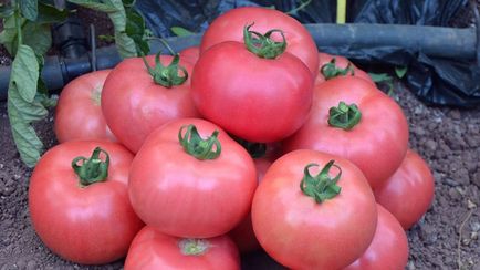 Разнообразието от домат за оранжерията