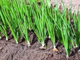 Как да се засадят лук на зелено