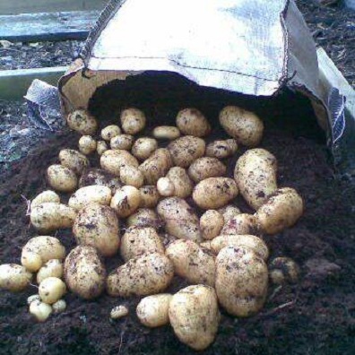 Отглеждане на картофи в торбички
