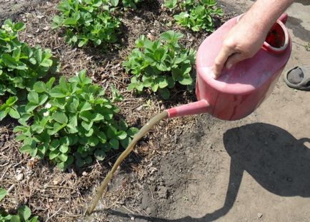 Как да расте ягоди в открито поле