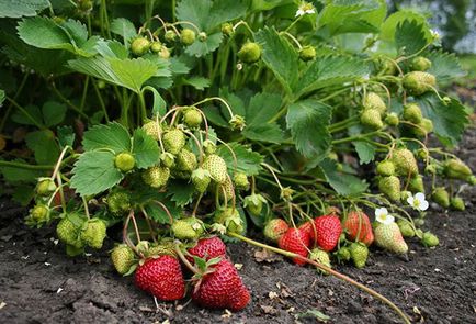 Как да расте ягоди в открито поле