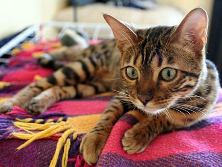 10 Разпространението на митове за котки - faktrum