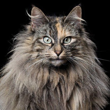 17 малко известни, но невероятно красиви породи котки